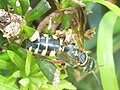 Female M. carolinianum