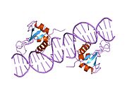 1if1: INTERFERON REGULATORY FACTOR 1 (IRF-1) COMPLEX WITH DNA
