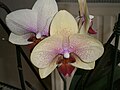 Phalaenopsis cultivar close-up