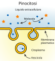 Italian version - pinocitosi