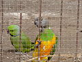 Mohrenkopfpapagei Senegal Parrot