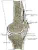 Prepatellar bursa