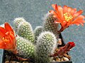 Orange flower form