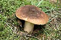 Russula.mustelina