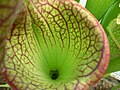 Sarracenia