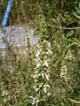 Stachys recta