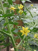 tomaat (Solanum lycopersicum)