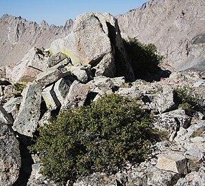 Plant at 12,500 ft (3,800 m), Sierra Nevada, California