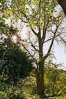 Ginkgobaum, Fächerbaum (Ginkgo biloba)