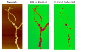 AFM-IR compositional mapping of Streptomyces bacteria. Left: AFM topographic image of bacterial cells. Middle: AFM-IR absorption at 1650 cm−1, corresponding to the amide I band associated with protein. Right: AFM-IR absorption at the carbonyl band 1740 cm−1, indicating the distribution of triglyceride vesicles within bacterial cells.