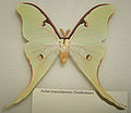 Actias truncatipennis male