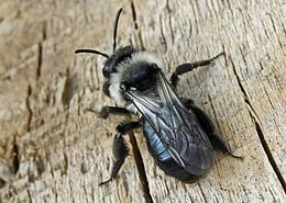 Andrena cineraria