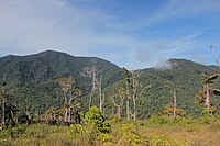 Arfak Mountains, a montane forest