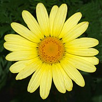 Wild-type flower head, similar to Argyranthemum maderense