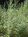 Artemisia absinthium