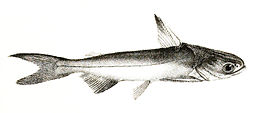 Batrachocephalus mino