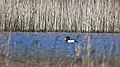 FFH-Gebiet Blixmoor: Reiherentenerpel auf dem Teich im Blixmoor