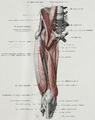 Ansicht von ventral. Beim anterioren und beim anterior-lateralen Operationszugang zum Hüftgelenk wird der Gluteus minimus durch Haken zur Seite gehalten und somit der Blick ins Hüftgelenk eröffnet. Der Tensor fasciae latae sowie der Gluteus medius sind in dieser Abbildung nicht dargestellt.