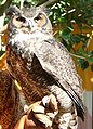 Great Horned Owl (Bubo virginianus)