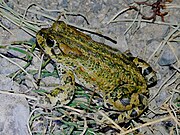 Image of Ladakh Toad