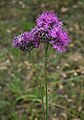 Ungarische Skabiosen-Flockenblume (Centaurea scabiosa subsp. sadleriana)