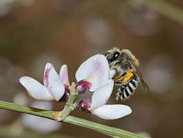 Colletes judaicus