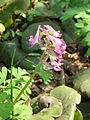 Corydalis solida close-up