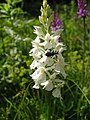 Dactylorhiza fuchsii