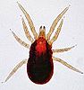 Poultry mite