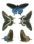 Pipevine swallowtail and black swallowtail