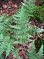 Dorniger Wurmfarn (Dryopteris cartusiana)