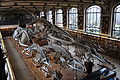 Meeressäuger in der Sammlung vergleichender Anatomie im Erdgeschoss des Gebäudes