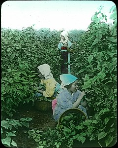 Gathering Mulberry Leaves