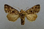 Hadena bicruris – Specimen