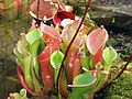 Heliamphora nutans