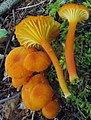 Hygrocybe cantharellus