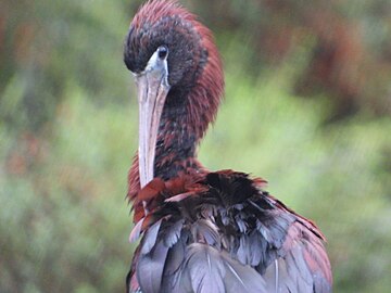 In Victoria, Australia