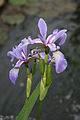 Iris (Blume)