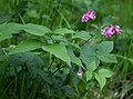 Bunt-Platterbse (Lathyrus venetus)