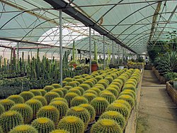 Greenhouse in Mahallat