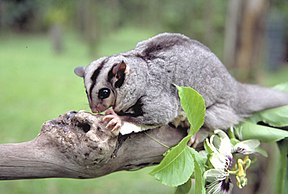 Gleithörnchenbeutler (Petaurus gracilis)