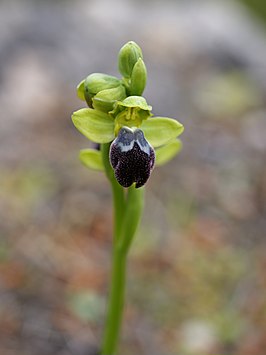 Ophrys fusca