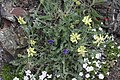 Oxytropis monticola fra Nord-Amerika