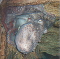 North Pacific Giant Octopus