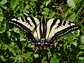 Papilio eurymedon