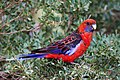 Crimson rosella is a common sight in Devilbend Reserve