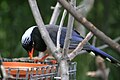 Magpie St. Louis Zoo