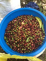 Ruboster coffee in Rukungiri district.