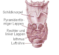 Abb. 1 Anatomie der Schilddrüse