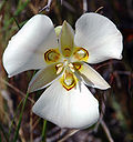 Calochortus nuttallii: Tepals in two clearly distinguished whorls of three sepals and three petals